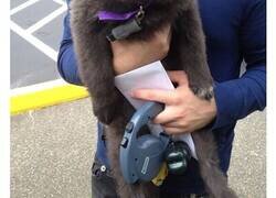 Enlace a Adorables cachorros que parecen verdaderos ositos de peluche