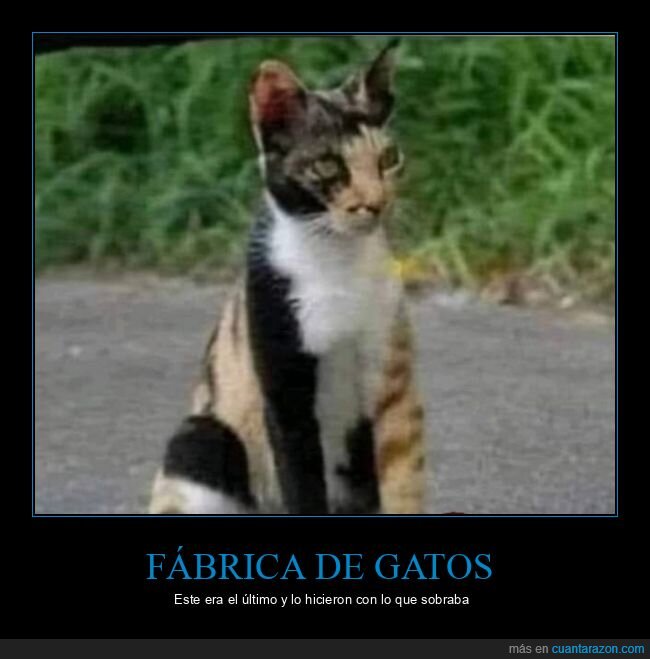 gato,pelaje,último,fábrica