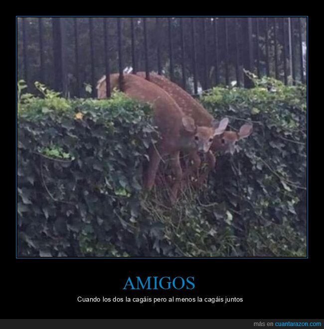 amigos,cagarla,ciervos,valla