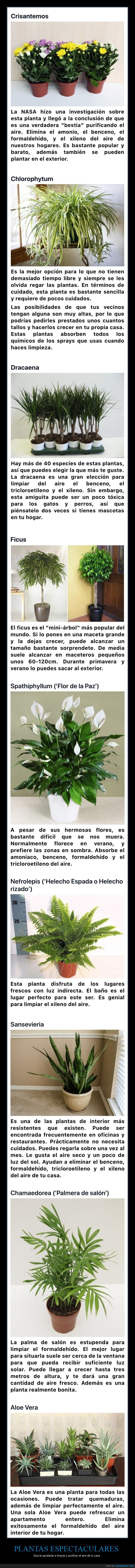plantas,purificar,aire