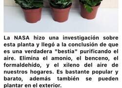 Enlace a Plantas espectaculares que te ayudarán a limpiar y purificar el aire de tu casa
