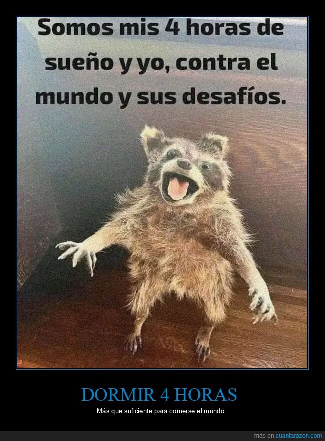 dormir,mapache,taxidermia