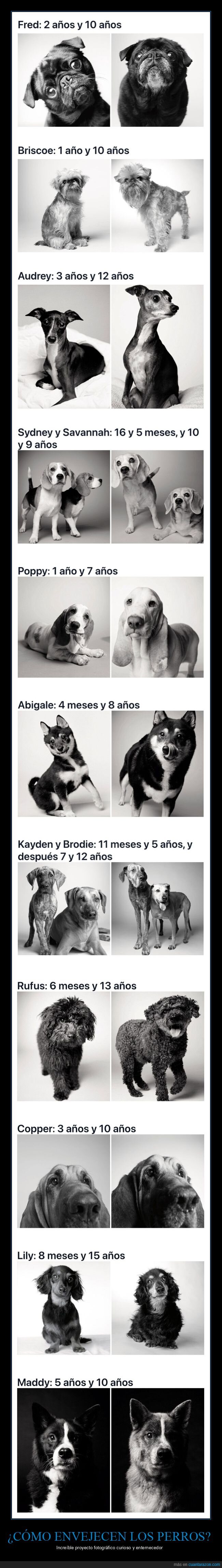 perros,envejecer,antes,después