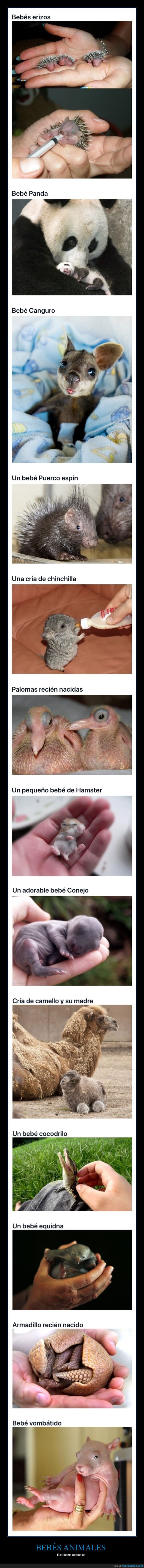bebés,animales,crías