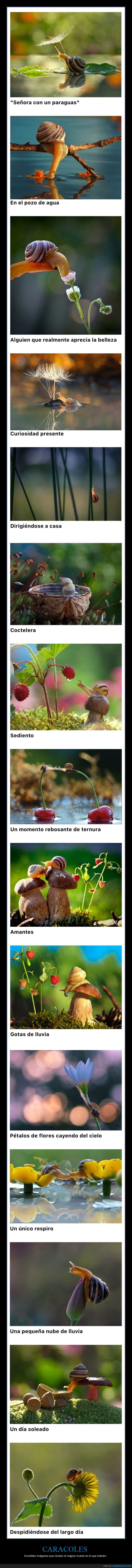 caracoles,fotografía