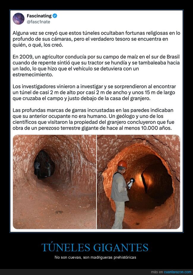 túneles,madrigueras,perezoso