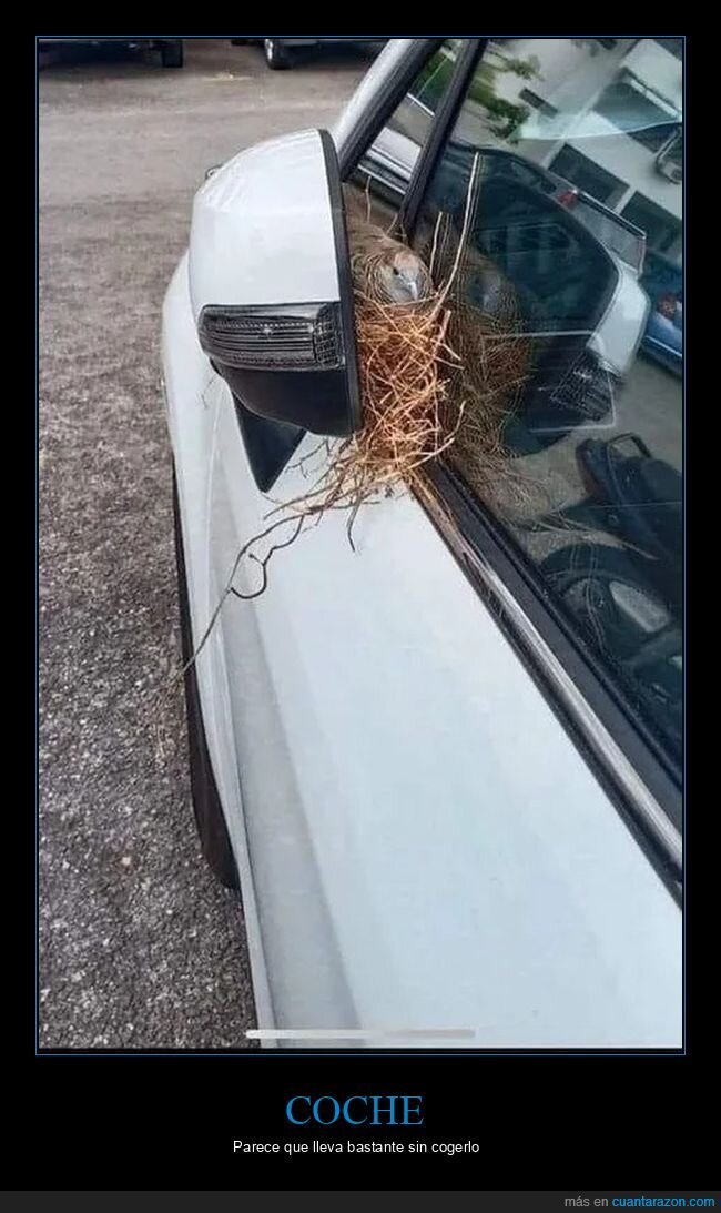 coches,nido,pájaro,retrovisor