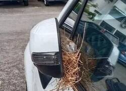 Enlace a Habrá que reubicar el nido...