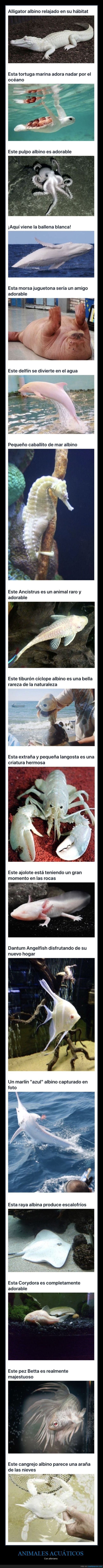 animales acuáticos,albinos