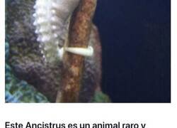 Enlace a Extraños animales acuáticos con albinismo que seguramente no habías visto antes