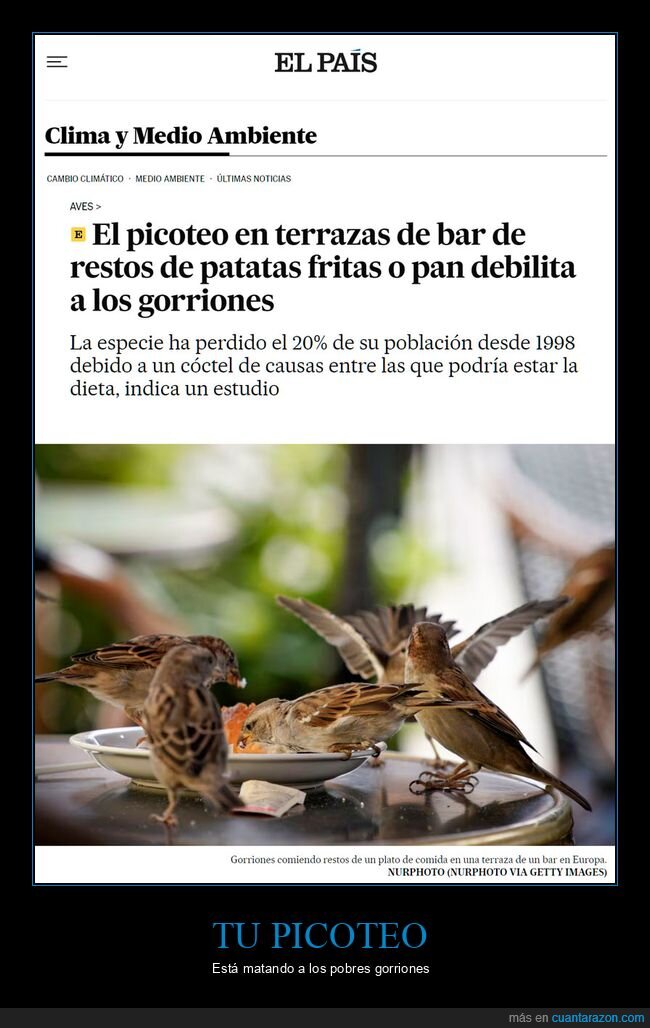 picoteo,terrazas,gorriones