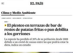 Enlace a Estamos haciendo que los gorriones llevan mala dieta