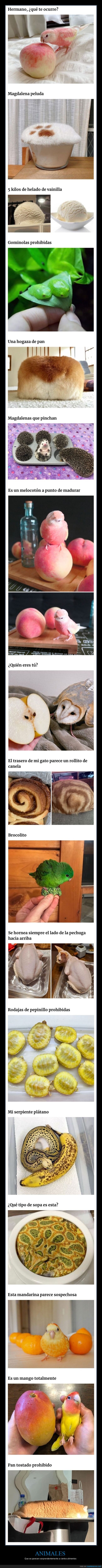 animales,alimentos,parecidos