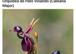 Enlace a Divertidas imágenes de flores encontradas en el bosque que parecen otras cosas menos flores