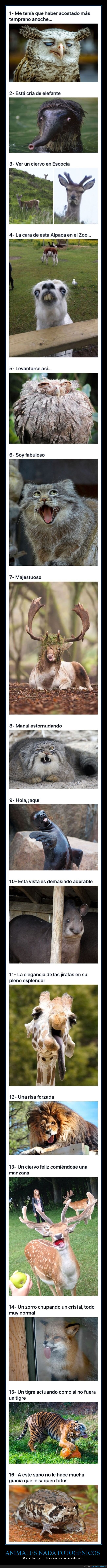 animales,poco fotogénicos