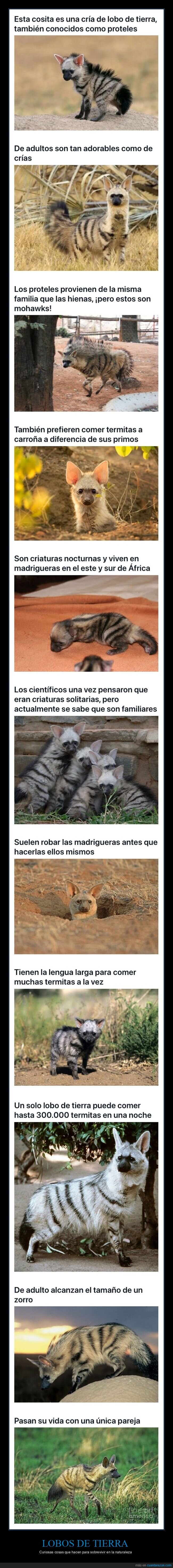 lobos de tierra,curiosidades