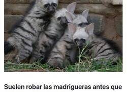 Enlace a Curiosas cosas que hacen los extraños lobos de tierra para sobrevivir en la naturaleza