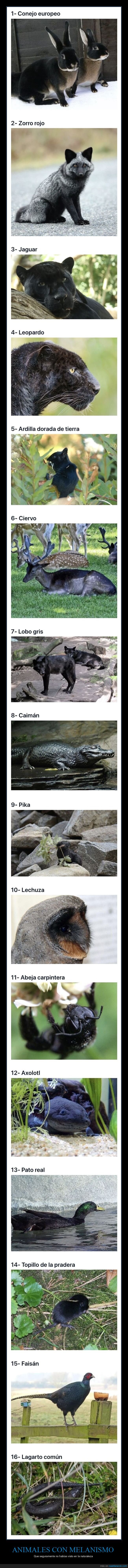 animales,melanismo