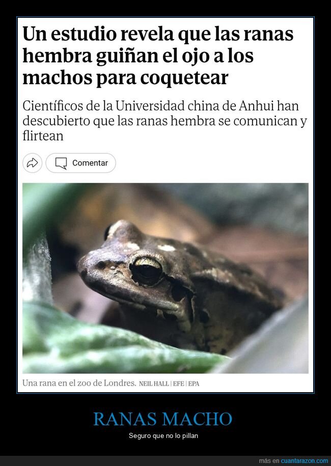 ranas,hembra,guiñar,ojo,coquetear