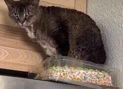 Enlace a Fluffy es inevitable