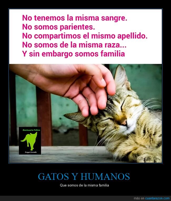 gatos,familia