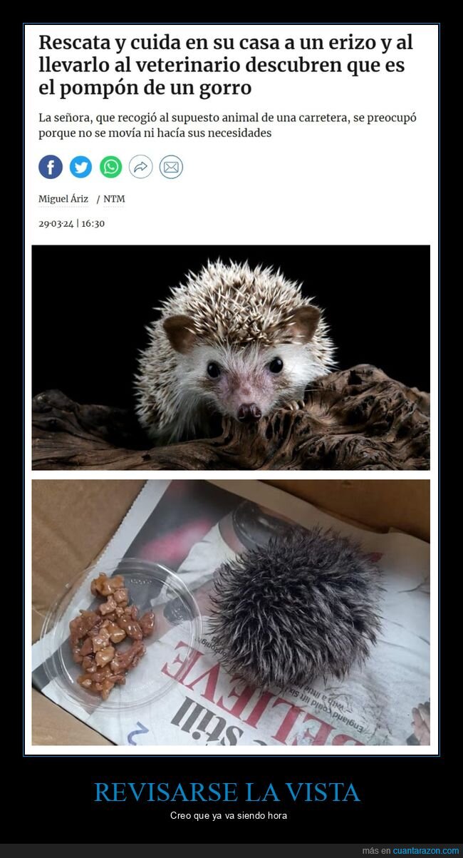 rescatar,cuidar,erizo,pompón