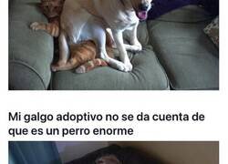 Enlace a Divertidos perros que no se pueden separar de sus dueños ni un segundo