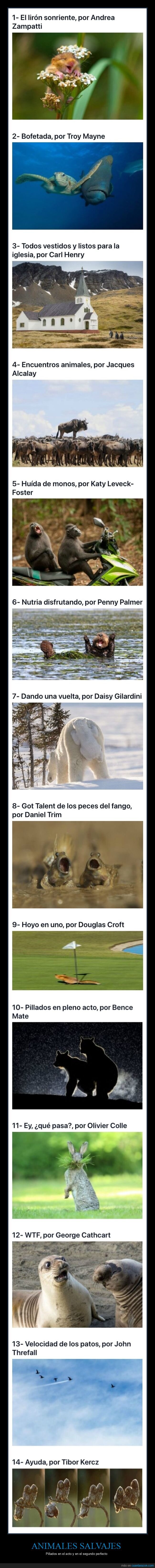 animales salvajes,momento exacto