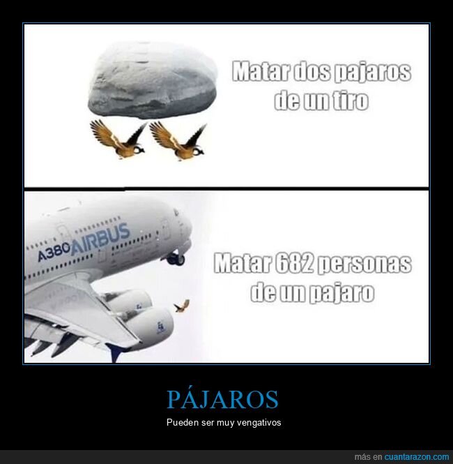 avión,matar,pájaros,personas,tiro