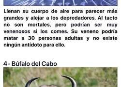 Enlace a Animales inofensivos a simple vista que podrían llegar a ser mortales