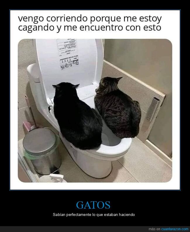 gatos,váter,wtf