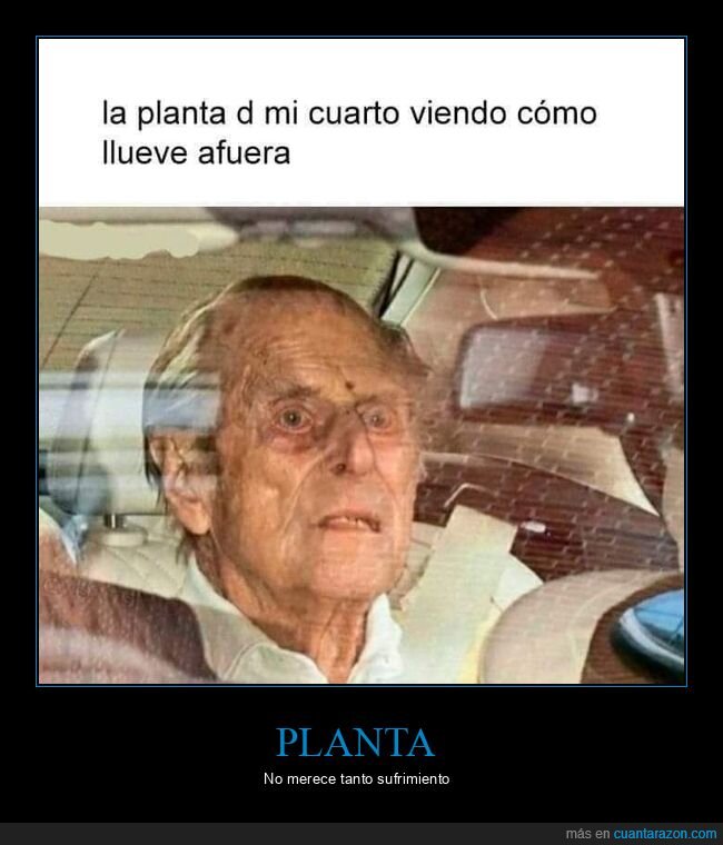 lloviendo,planta