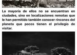 Enlace a Fotografías de los árboles más extraños del mundo