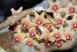 Enlace a Un insólito caso de camuflaje cooperativo en la naturaleza