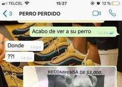 Enlace a Informando sobre el perro desaparecido