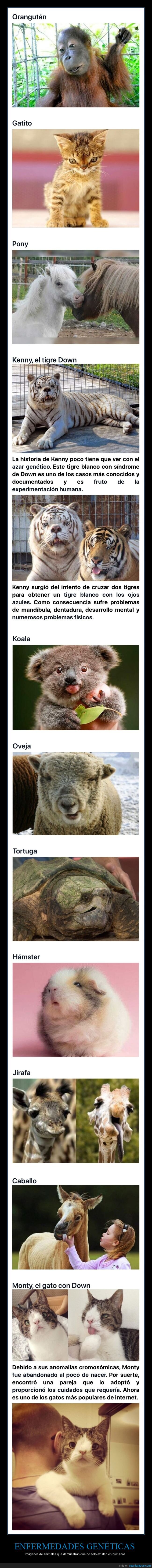 animales,enfermedades genéticas,alteraciones cromosómicas