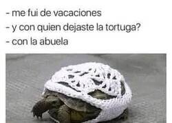 Enlace a La tortuga está en buenas manos
