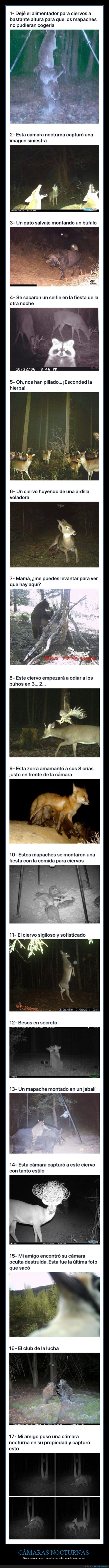 cámaras nocturnas,animales