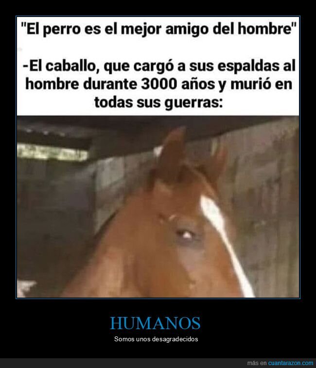 caballos,mejor amigo,perros