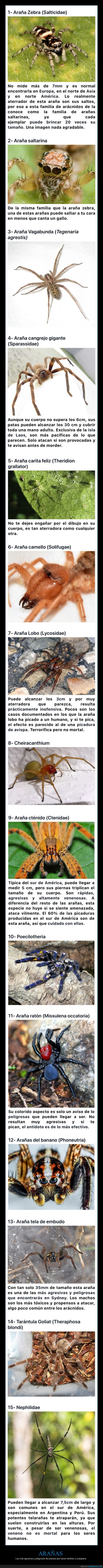 arañas,peligrosas