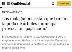 Enlace a Pajaricidio malagueño