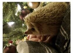 Enlace a Divertidas imágenes de animales que le sonríen al lado positivo de la vida