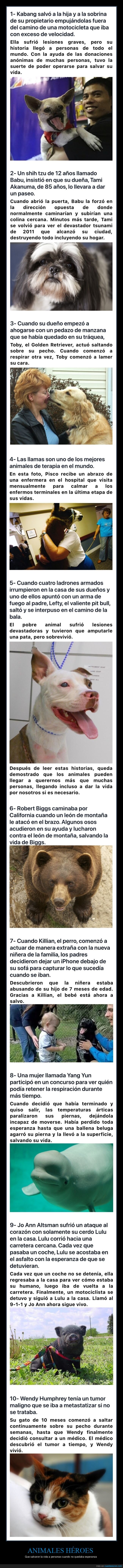 animales,héroes,salvar