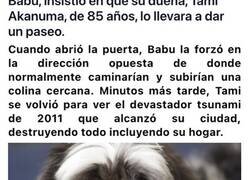 Enlace a Animales que se convirtieron en héroes al salvar la vida a personas cuando no quedaba esperanza