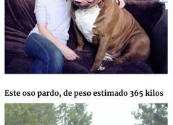 Enlace a Imágenes de «Unidades Absolutas» demostrando lo grandes que pueden ser las cosas