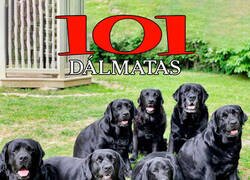 Enlace a Nuevo live action