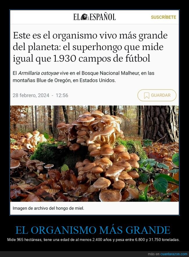 orgasnismo,grande,superhongo