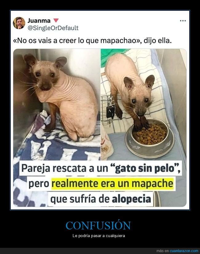 alopecia,gato,mapache,sin pelo,wtf