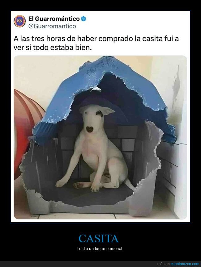 caseta,perros,wtf