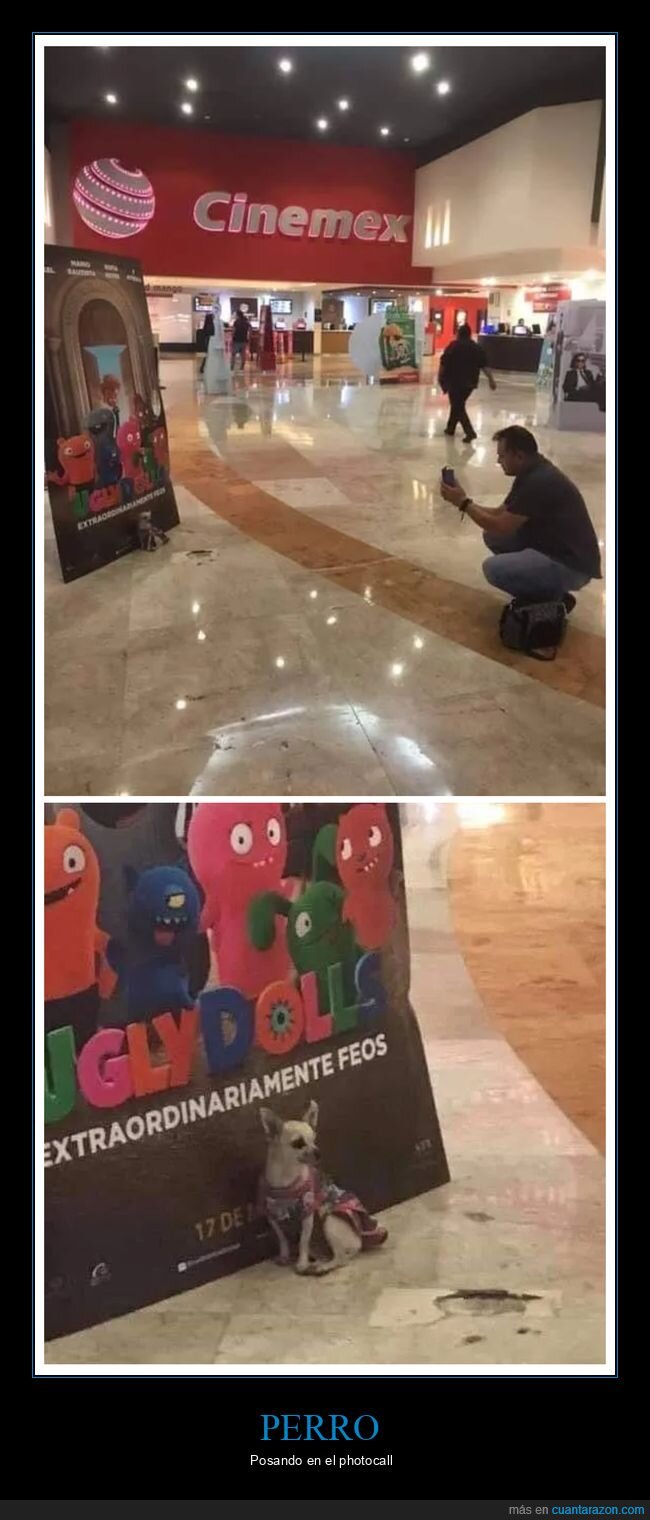 cines,foto,perros,wtf